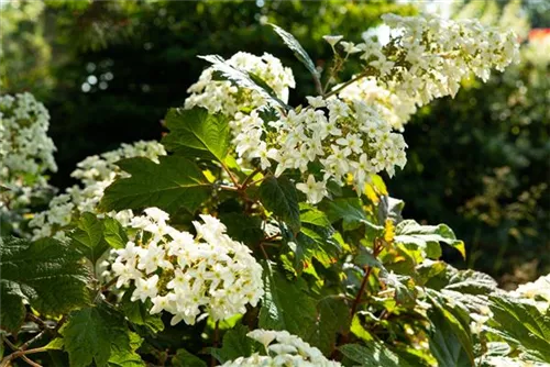 Eichenblättr.Hortensie - Hydrangea quercifolia