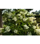 Eichenblättr.Hortensie - Hydrangea quercifolia