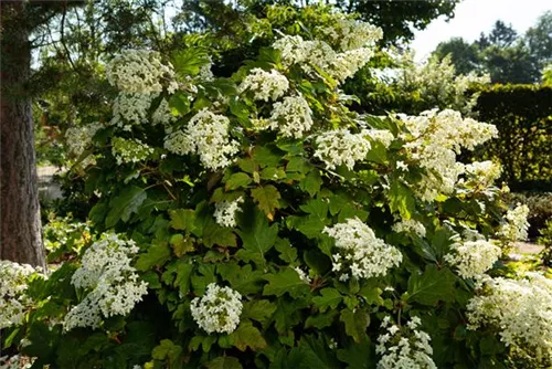 Eichenblättr.Hortensie - Hydrangea quercifolia