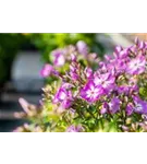 Hohe Garten-Flammenblume - Phlox paniculata 'Uspech'