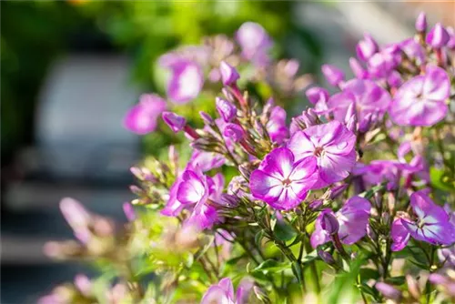 Hohe Garten-Flammenblume - Phlox paniculata 'Uspech'