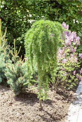 Japan.Hänge-Lärche - Larix kaempferi 'Stiff Weeper' - Baum