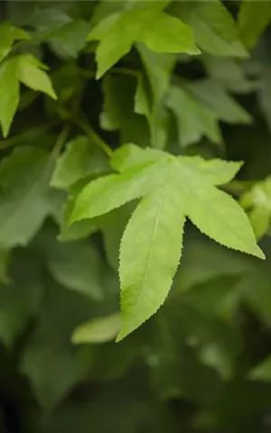 Liquidambar styraciflua 'Gumball'