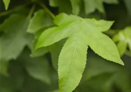 Liquidambar styraciflua 'Gumball' - Amberbaum 'Gumball'