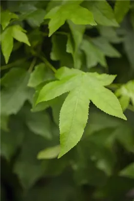 Amberbaum 'Gumball' - Liquidambar styraciflua 'Gumball'