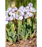 Zwergige Garten-Schwertlilie - Iris pumila 'Lavendel Plicata'