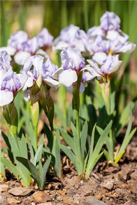 Zwergige Garten-Schwertlilie - Iris pumila 'Lavendel Plicata'