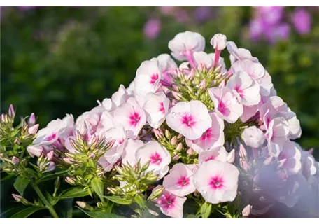 Phlox subulata 'Amazing Grace' - Garten-Teppich-Flammenblume