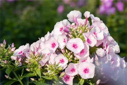 Garten-Teppich-Flammenblume - Phlox subulata 'Amazing Grace'