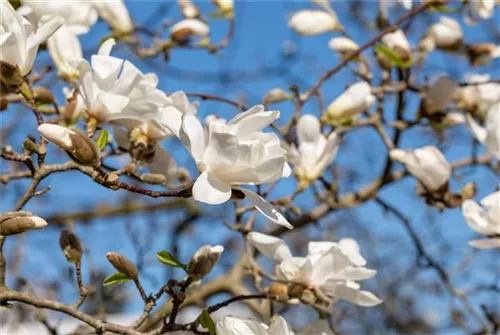 Magnolie 'Merrill' - Magnolia loebneri 'Merrill' - Ziergehölze