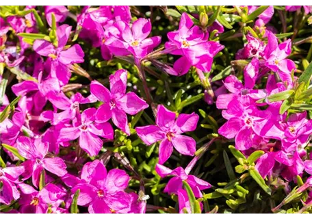 Phlox subulata 'Atropurpurea' - Garten-Teppich-Flammenblume