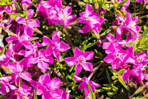 Garten-Teppich-Flammenblume - Phlox subulata 'Atropurpurea'