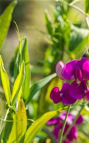 Lathyrus latifolius 'Rosa Perle'