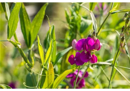 Lathyrus latifolius 'Rosa Perle' - Garten-Platterbse