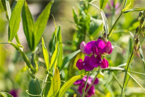 Garten-Platterbse - Lathyrus latifolius 'Rosa Perle'