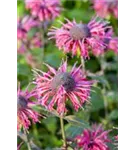 Garten-Indianernessel - Monarda fistulosa 'Beauty of Cobham'