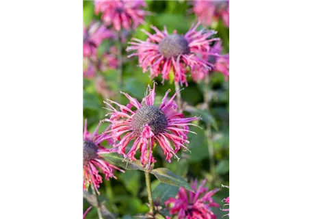 Monarda fistulosa 'Beauty of Cobham' - Garten-Indianernessel