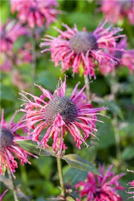 Garten-Indianernessel - Monarda fistulosa 'Beauty of Cobham'