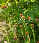 Orangerotes Habichtskraut - Hieracium aurantiacum