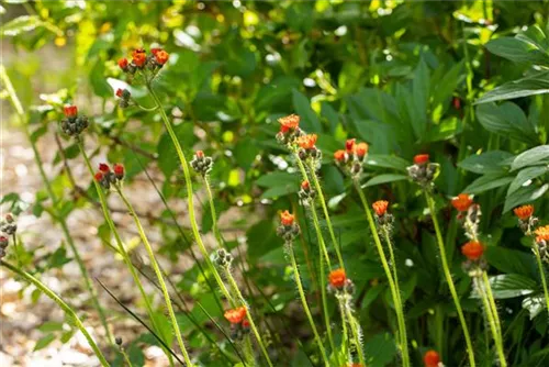 Orangerotes Habichtskraut - Hieracium aurantiacum