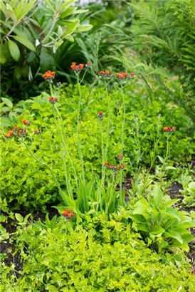 Orangerotes Habichtskraut - Hieracium aurantiacum