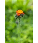 Orangerotes Habichtskraut - Hieracium aurantiacum