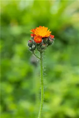 Orangerotes Habichtskraut - Hieracium aurantiacum