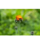 Orangerotes Habichtskraut - Hieracium aurantiacum