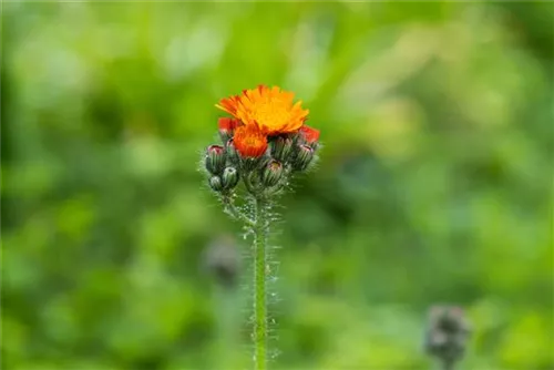 Orangerotes Habichtskraut - Hieracium aurantiacum