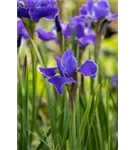 Bartlose Garten-Schwertlilie - Iris sibirica 'Caesars Brother'