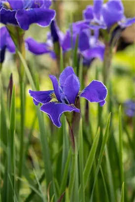 Bartlose Garten-Schwertlilie - Iris sibirica 'Caesars Brother'