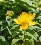 Kelchiges Johanniskraut - Hypericum calycinum