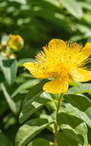 Hypericum calycinum