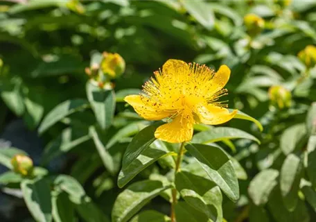 Hypericum calycinum - Kelchiges Johanniskraut