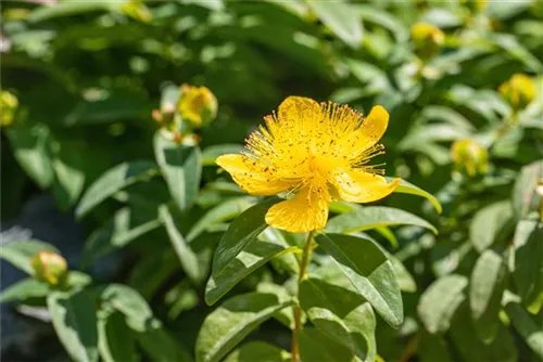 Kelchiges Johanniskraut - Hypericum calycinum