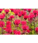 Garten-Indianernessel - Monarda fistulosa 'Cambridge Scarlet'