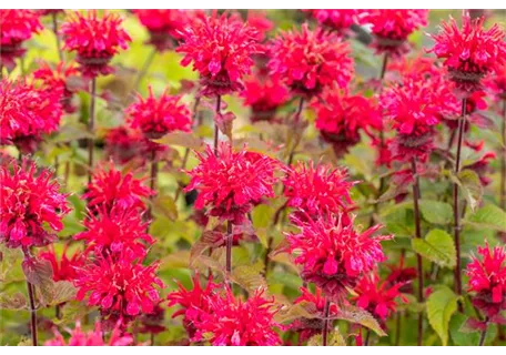 Monarda fistulosa 'Cambridge Scarlet' - Garten-Indianernessel