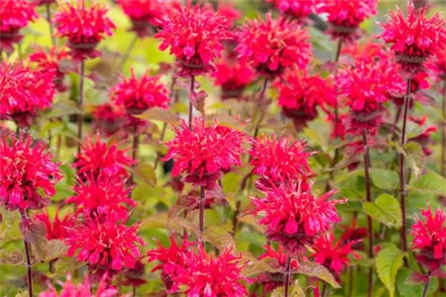 Garten-Indianernessel - Monarda fistulosa 'Cambridge Scarlet'