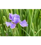 Bartlose Garten-Schwertlilie - Iris sibirica 'My Love'