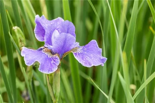 Bartlose Garten-Schwertlilie - Iris sibirica 'My Love'