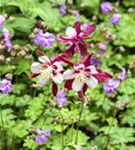 Langspornige Garten-Akelei - Aquilegia caerulea 'Biedermeier'