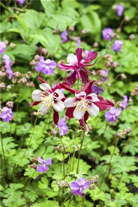 Langspornige Garten-Akelei - Aquilegia caerulea 'Biedermeier'