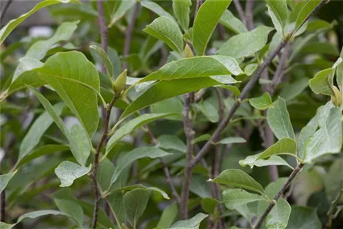 Tulpenmagnolie - Magnolia soulangiana