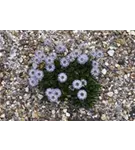 Herzblättrige Kugelblume - Globularia cordifolia