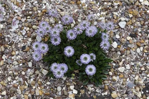 Herzblättrige Kugelblume - Globularia cordifolia