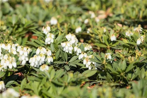 Schattenglöckchen 'Prelude' - Pieris japonica 'Prelude'