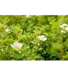 Fingerstrauch 'Abbotswood' - Potentilla 'Abbotswood' - Bodendecker