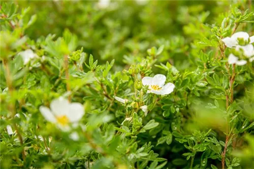 Fingerstrauch 'Abbotswood' - Potentilla 'Abbotswood' - Bodendecker