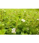 Fingerstrauch 'Abbotswood' - Potentilla 'Abbotswood' - Bodendecker