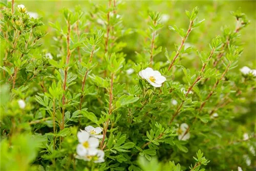 Fingerstrauch 'Abbotswood' - Potentilla 'Abbotswood' - Bodendecker